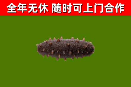阜阳烟酒回收干海参.jpg